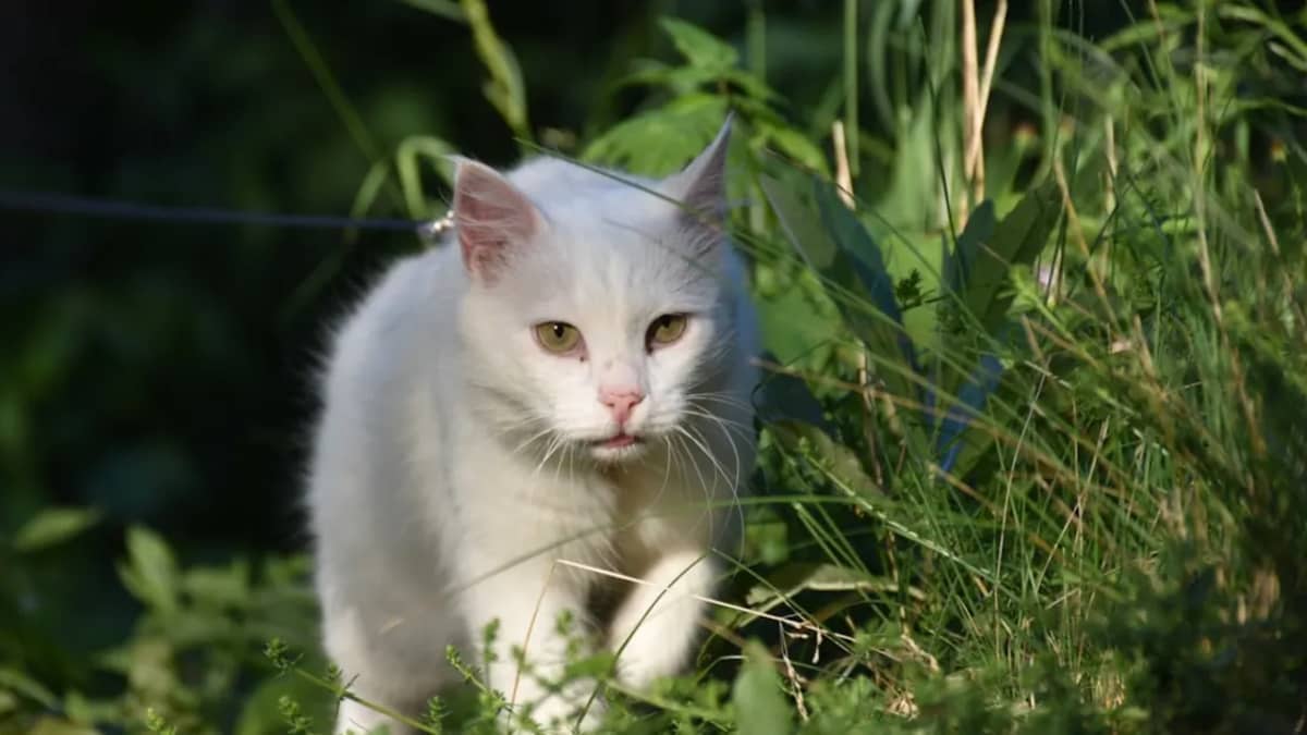 Chat Angora Turc Prix Tunisie 2026 : Guide Complet d'une Race Légendaire