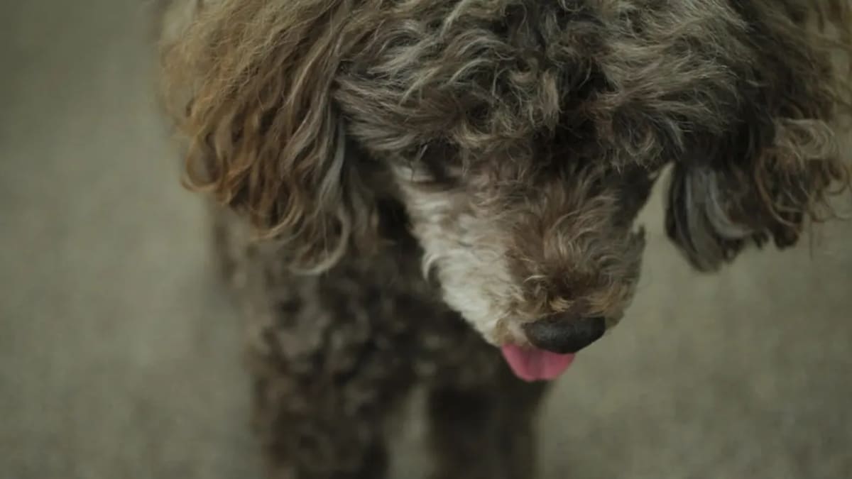 Caniche (كلب كنيش) en Tunisie : Guide Complet pour les Amoureux des Chiens