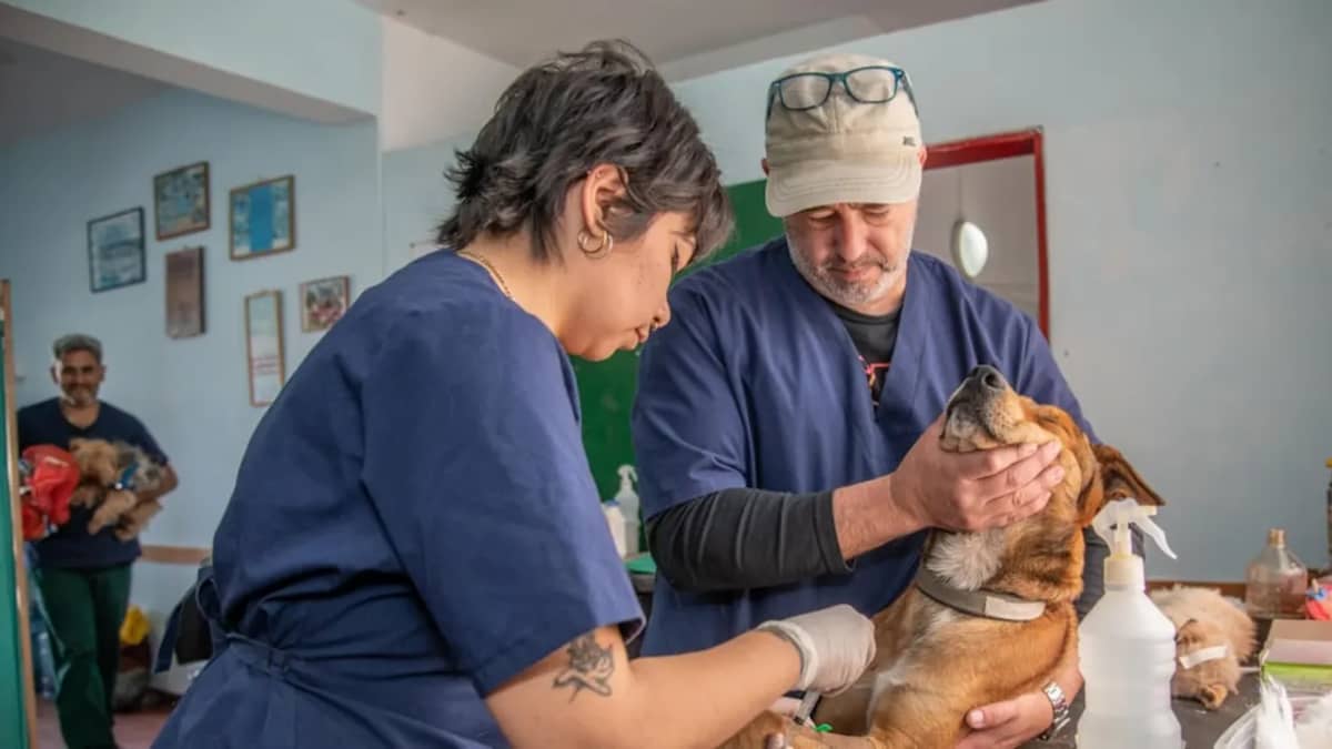 Pharmacie Vétérinaire en Tunisie : Où Acheter les Médicaments de Votre Animal en 2026