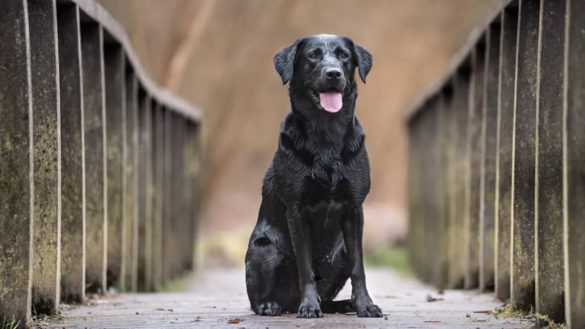 Le Prix d'un Chien Labrador en Tunisie : Guide Complet 2024