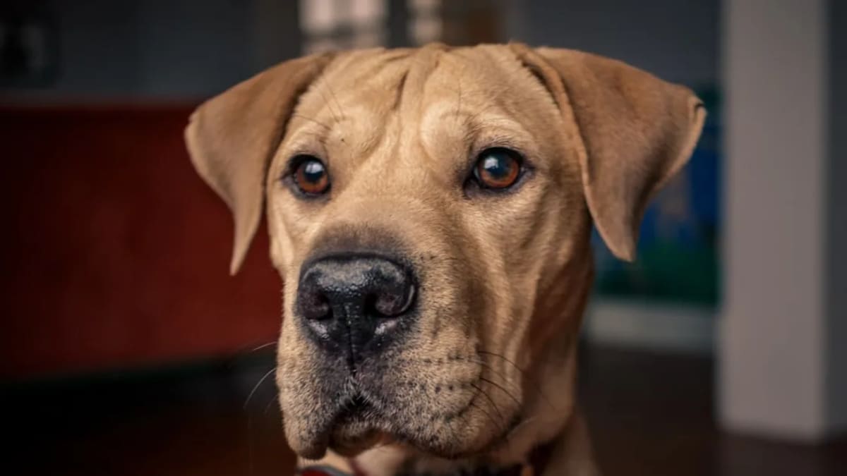 Vente Chien Tunisie: Votre Guide Complet sur Animalia.tn pour Trouver le Compagnon Idéal