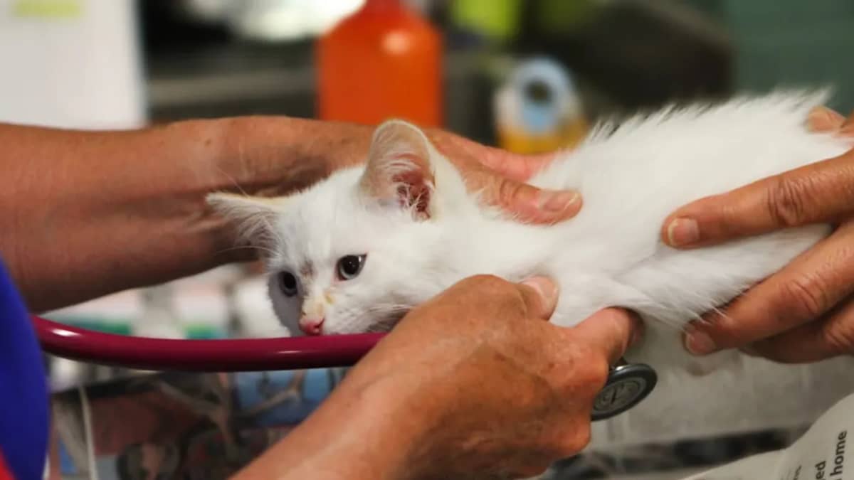 Clinique vétérinaire à Ezzahra : guide 2026 des soins, tarifs et urgences