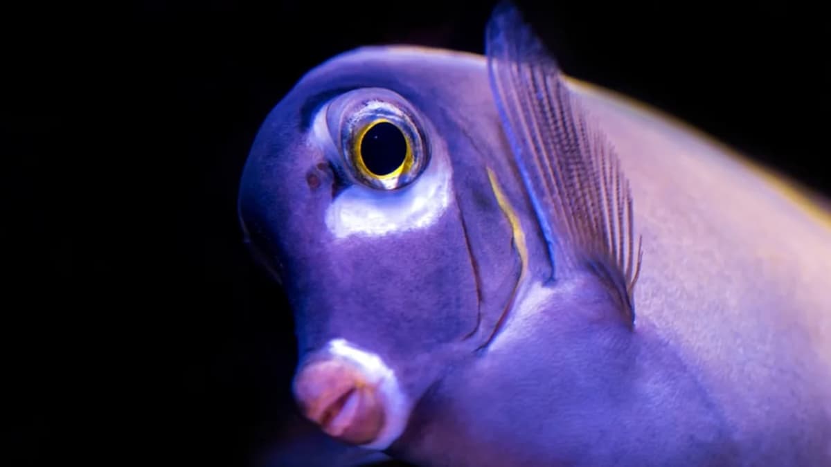 Aquarium Tunisie Prix : Guide Complet pour Votre Projet Aquatique