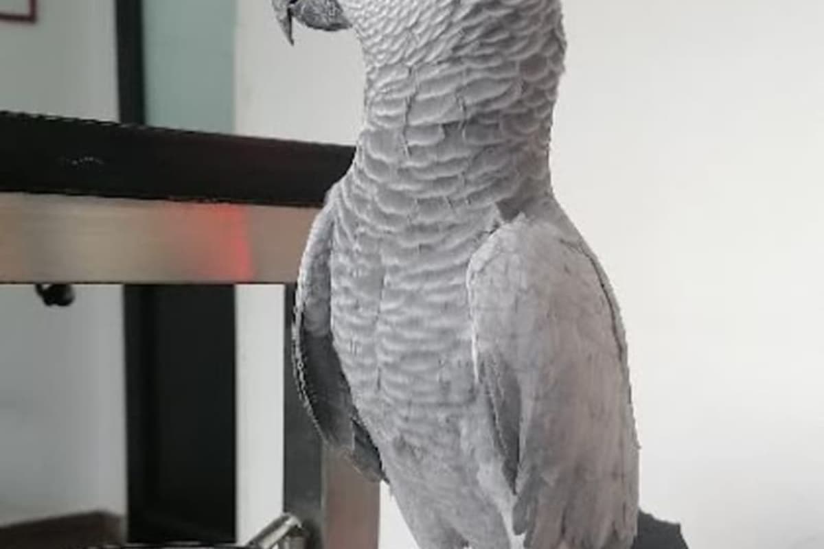 Veterinary Clinic Manar