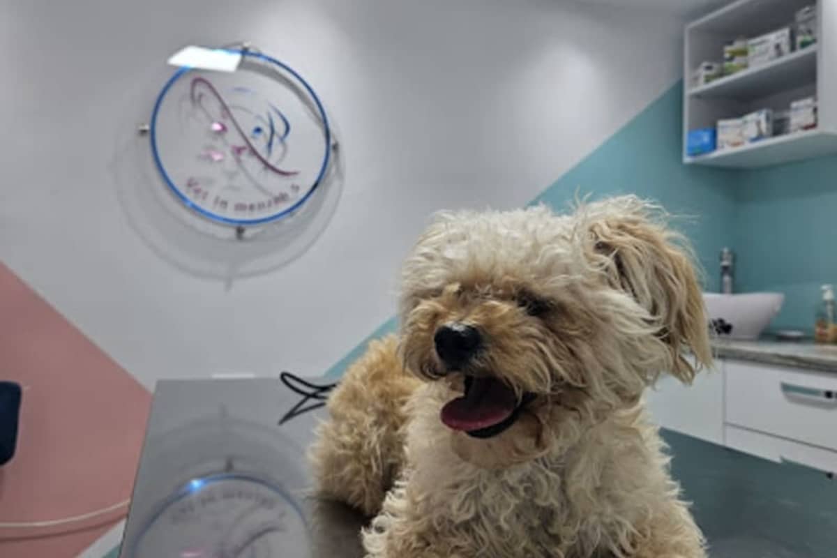 Cabinet vétérinaire Vet In Menzeh5 ( Dr.HEDRICHE Sarra)