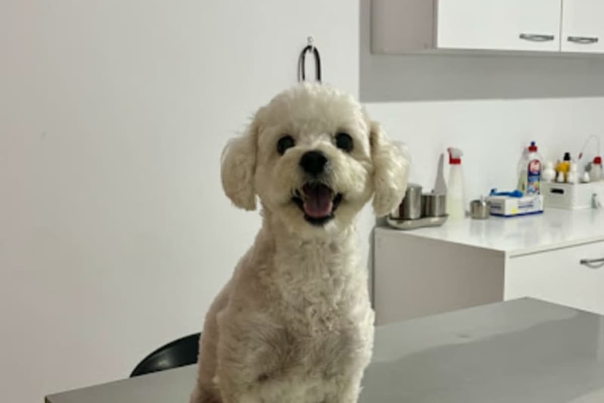 Furry Mates Clinique Vétérinaire Dr Inès Mednini