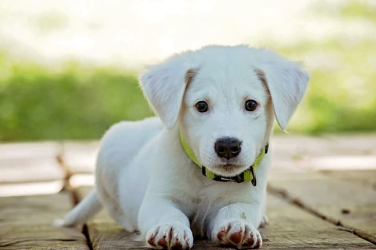 Golf Veterinary Clinic