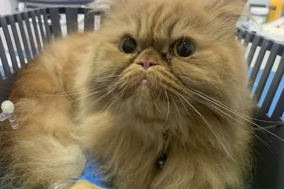 VetoCare Clinique Vétérinaire