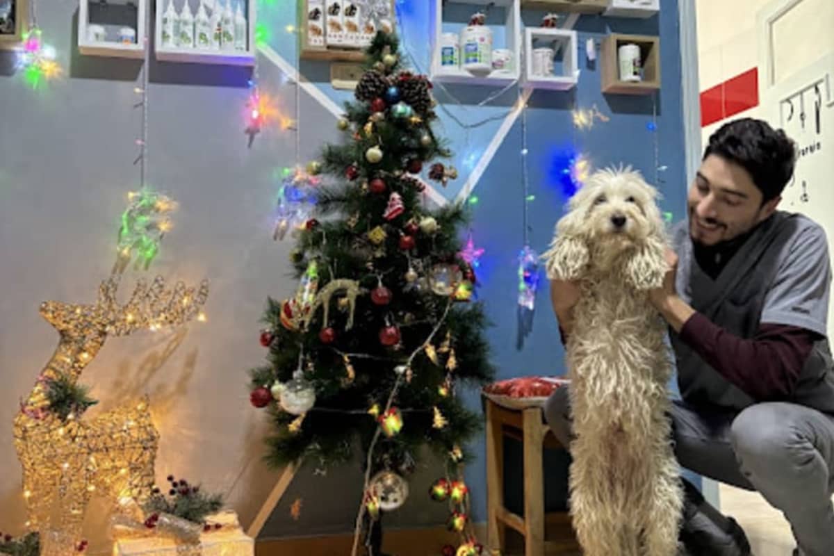 Clinique vétérinaire vet 27