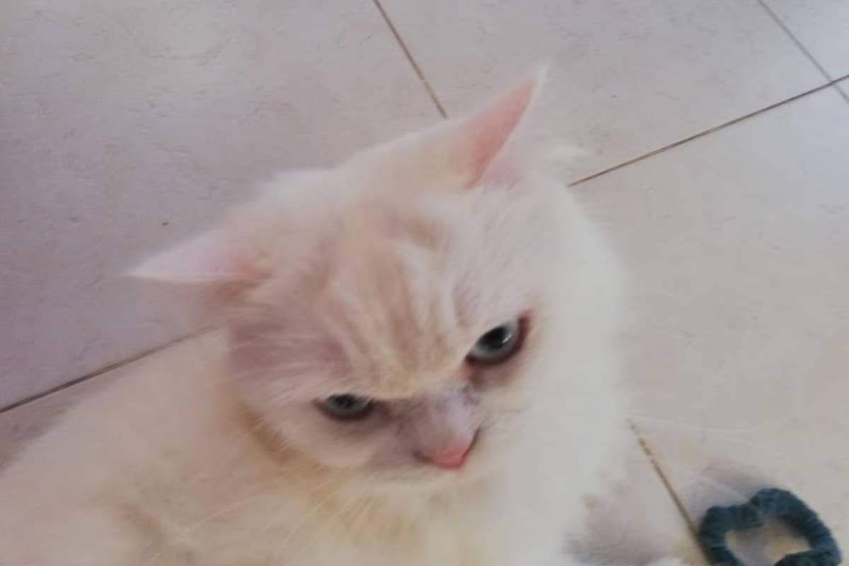 Clinique Vétérinaire Avenue les Orangers ; Dr Chedlia Selmi Chtioui