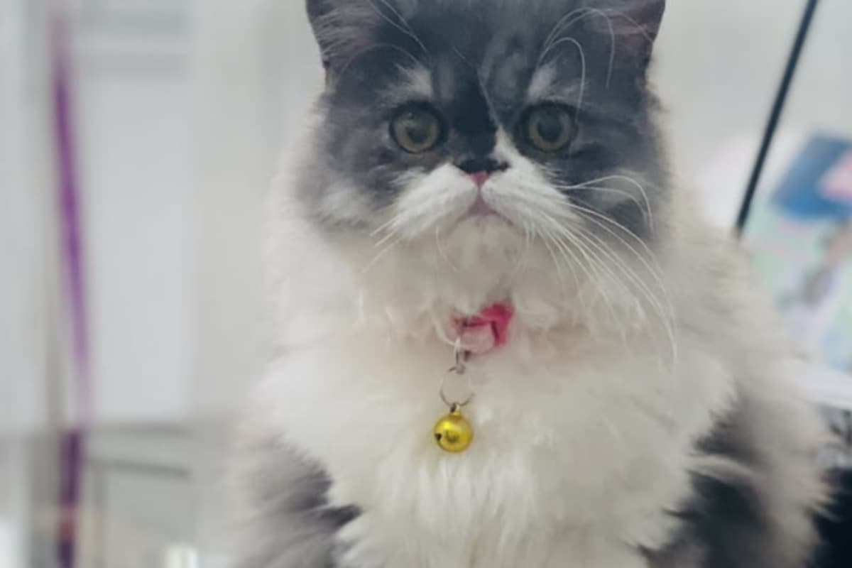 CLINIQUE VETERINAIRE BORJ CEDRIA