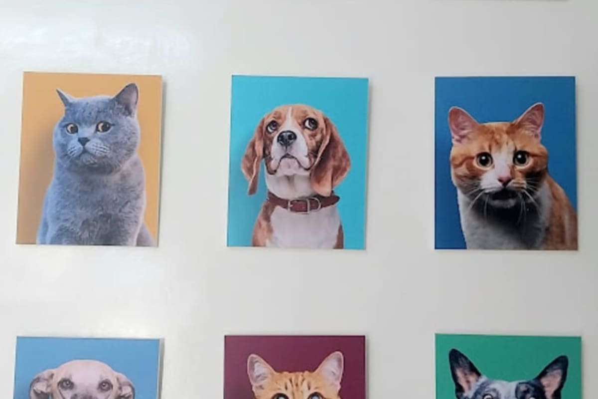 Cabinet Vétérinaire Pets' Vet El Mourouj