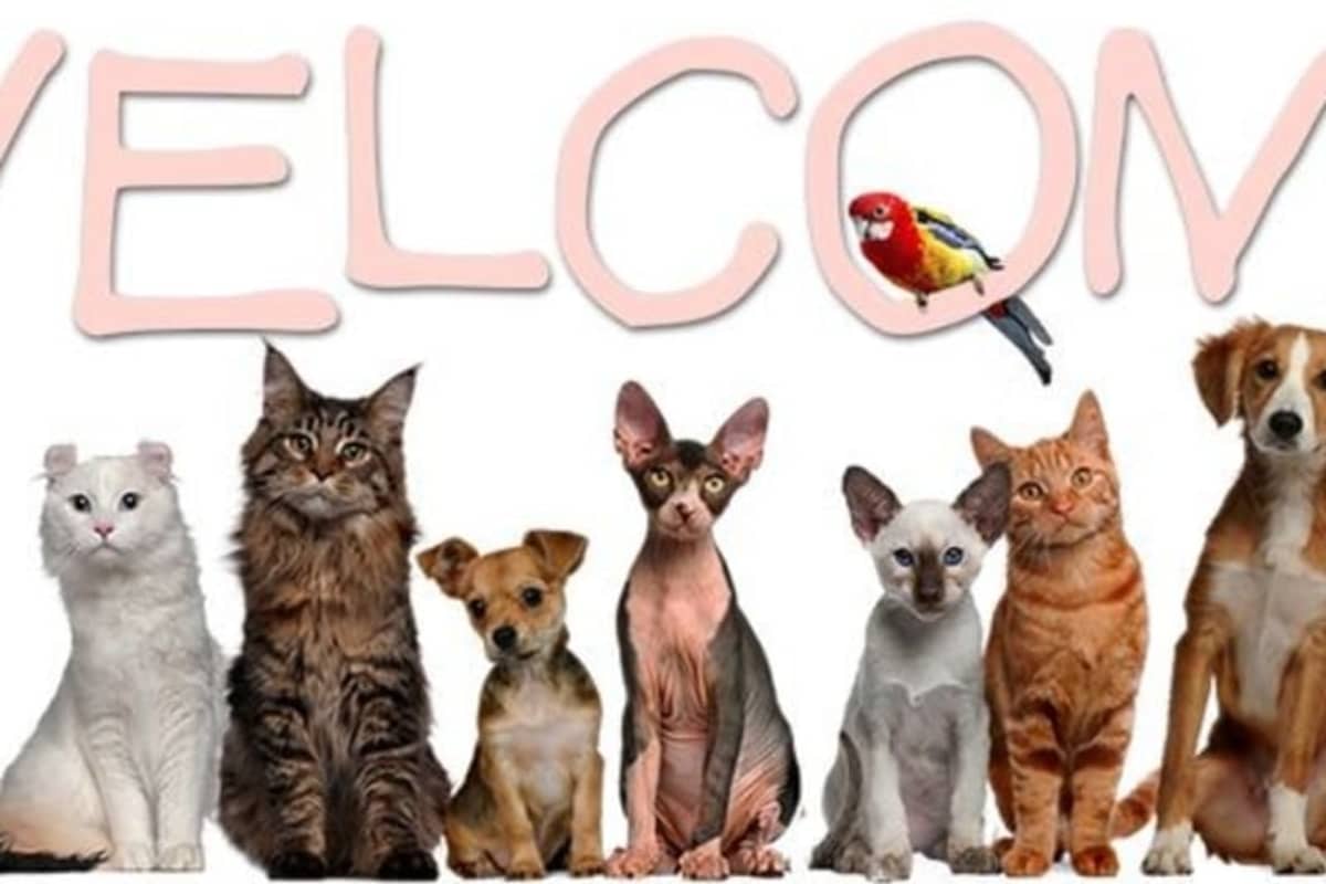 Clinique Vétérinaire Vet'Art