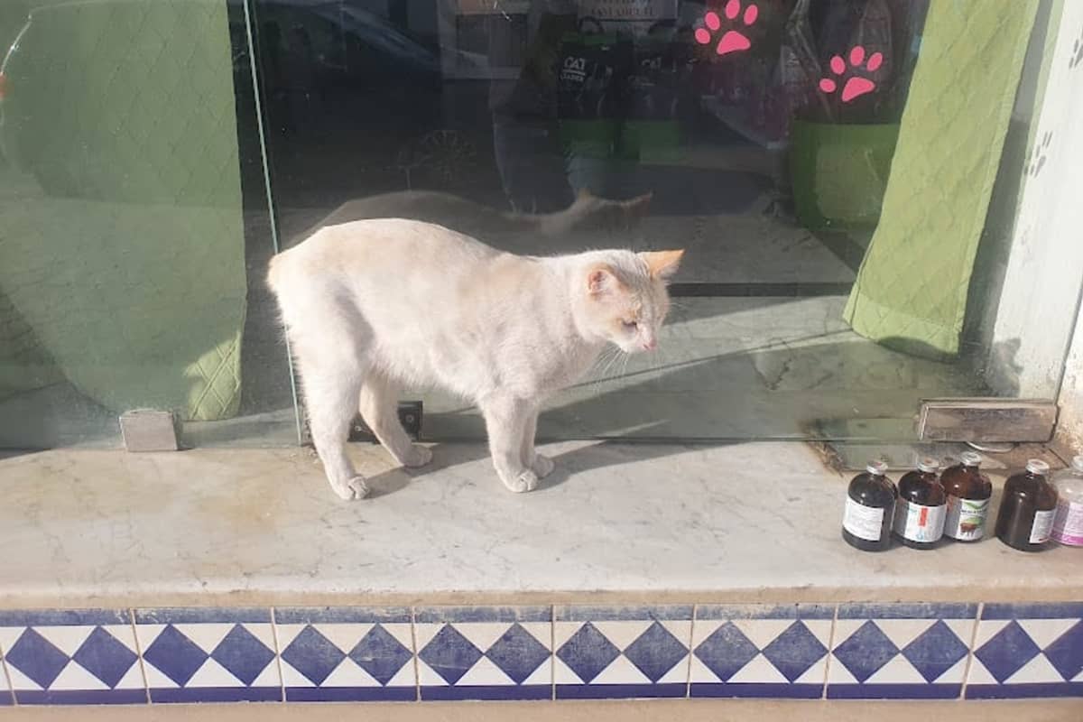 clinique veterinaire hammamet