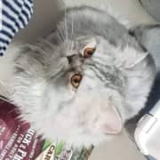 CHAT persan très calme et mignon avec son matériel