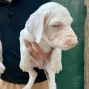 Couple de chiots Dogue Allemand   📞 25662735