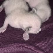 siamois