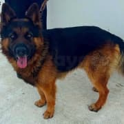 berger allemand poil long
tel 56337696
