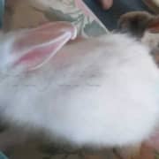 lapin nain tête de lion