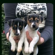 Jack Russel
