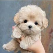 Bichon caniche chien de poche nain
age 2 mois
Livraison possible pour tt la Tunisie
92 425 538