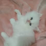 Chat persan