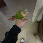 conure
