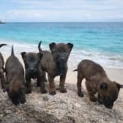 Chiot malinoi charbonnet