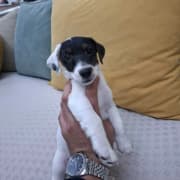 chiots jack russel