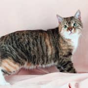 Belle Manx à vendre 