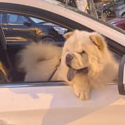 Luna chow-chow à vendre 