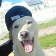 chien a vendre فنكوشة