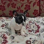 chiot bouledogue français