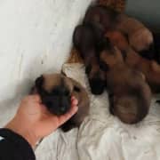 A vendre chien malinois