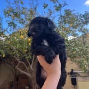 chiot caniche bichon