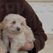 chiot caniche bichon