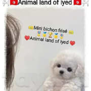 mini bichon frisé race pure