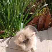 Adorable Lapin tête de Lion (35 Dt)