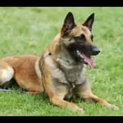 Chienne Malinois