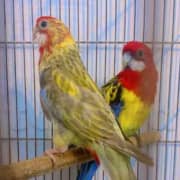 un couple omnicolore