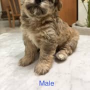 Chiots Bichon / Caniche