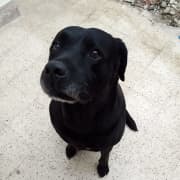 Chienne labrador retriever mignonne