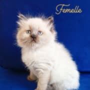 Chatons Ragdoll 