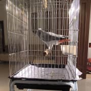 🦜 Perroquet Gris du Gabon + Grande cage + Charriot à 4 roues