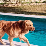 Chien Golden Retriever