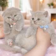 Scottish double fold