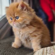 Chaton persan mignon