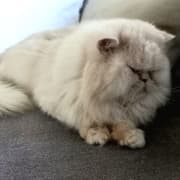 Moka cherche nouvelle famille