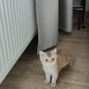 Femelle golden British Shorthair