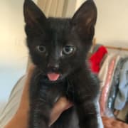 Adoption gratuite Chaton noir